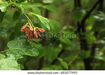 After a rain, drops on lisks