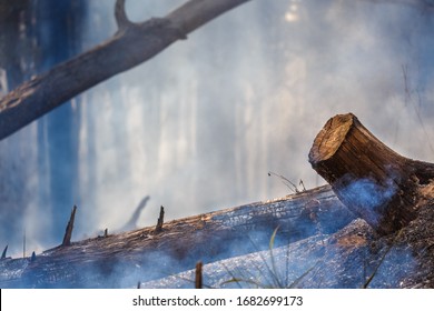 After Rain Forest Fire Disaster Is Burning Caused By Humans