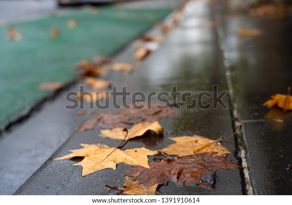 After rain . street and leaves have wet with\
reflection of shinny\
floor.