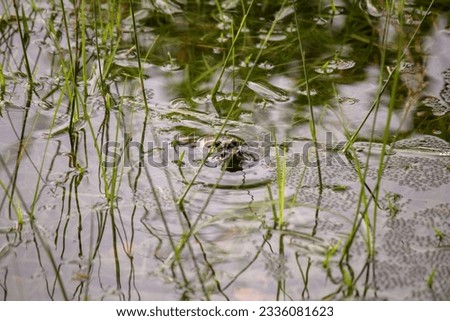 After the rain, there is reproduction of the bullfrog.