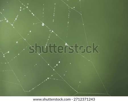 After the rain, tiny droplets of dew or rain cling to a spider web, glistening like tiny jewels in the morning light