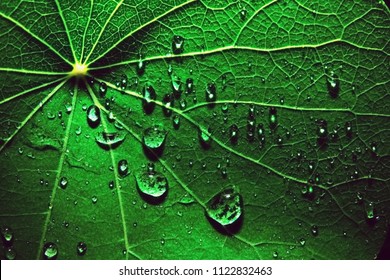 After rain Water Drops  on Green leaves in the garden pattern background,  sparkle of Droplets on surface leaf, color Dark Flat lay Natural background for  input text.