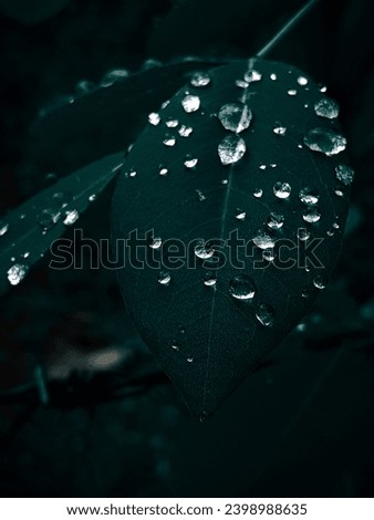 After rain Water Drops on Dark Green leaves background, sparkle of Droplets on surface leaf, waterdroplets leaf background,dark leaf with waterdrops,waterdrops background 