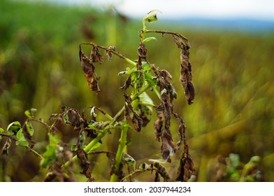 After rainy days, potato blight spreads in a field  Major fungal pest of the potato  Strong bokeh  - Shutterstock ID 2037944234