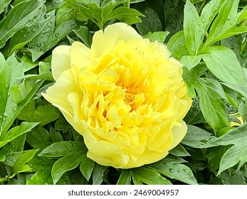 After a refreshing spring rain, a vibrant yellow peony bursts into full bloom, adding a splash of sunshine to the garden