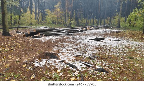 After sanitary felling, a stack of logs and trunks of coniferous trees intended for industrial processing lies at the edge of the park. Overcast, foggy fall weather and fallen leaves on the ground