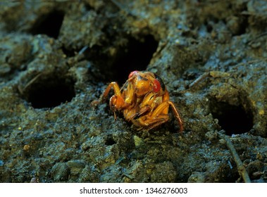 After Spending 17 Years Underground, The Mature Nymphs Of The Periodic (17-year) Cicada (Magicicada Sp.) Emerge From The Ground Before Climbing Onto A Tree Trunk Or Other Object To Begin Metamorphosis