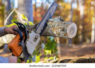 After strong hurricane struck autumn park worker was working to cut down trees that had fallen - Powered by Shutterstock - Get 15% off with code: PIKWIZARD15