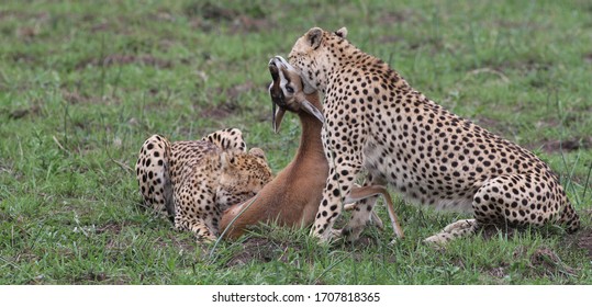 cheetah eating prey