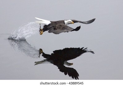 After the swoop, an eagle catches a fish and takes off leaving a trail of splashing water.