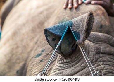 After this rhino had been darted and put to sleep the ears of the rhino had been notched. Ear notching is the process of removing a small section of the rhinos ear to help identify it for conservation - Shutterstock ID 1908064498