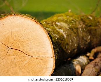 After the trees were cut down, they were stored in nature, so that a wonderful picture is created after the moss takes possession of the tree - Shutterstock ID 2251018089