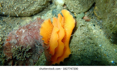 After uderwater mating. Sea slug redbrown nudibranch or redbrown leathery doris (Platydoris argo) undersea, Aegean Sea, Greece, Halkidiki
