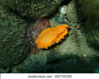 After uderwater mating. Sea slug redbrown nudibranch or redbrown leathery doris (Platydoris argo) undersea, Aegean Sea, Greece, Halkidiki
