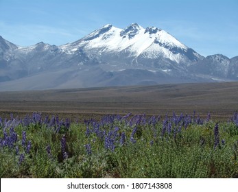 After Unexpected Rain, Parts Of The Usually Arid Atacama Desert Have Turned Into A Carpet Of Flowers.