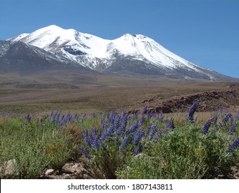 After Unexpected Rain, Parts Of The Usually Arid Atacama Desert Have Turned Into A Carpet Of Flowers.