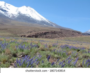 After Unexpected Rain, Parts Of The Usually Arid Atacama Desert Have Turned Into A Carpet Of Flowers.