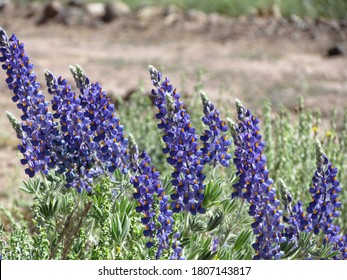 After Unexpected Rain, Parts Of The Usually Arid Atacama Desert Have Turned Into A Carpet Of Flowers.