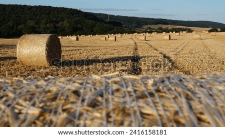 After the wheat is harvested, the straw is collected into modern sheaves