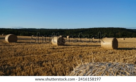 After the wheat is harvested, the straw is collected into modern sheaves
