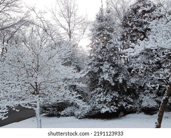 After The Winter Snow In Alexandria, VA