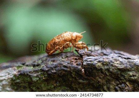 After years underground, a cicada emerged to enjoy the sun and find a mate.