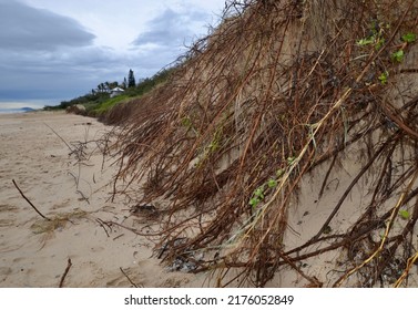 Aftermath of a big storm shows beach erosion and damage with sand washed away and many roots showing in a steep bank at Sunshine Beach