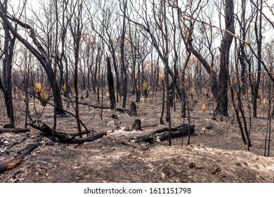 Aftermath Of Bushfires In New South Wales, Australia.