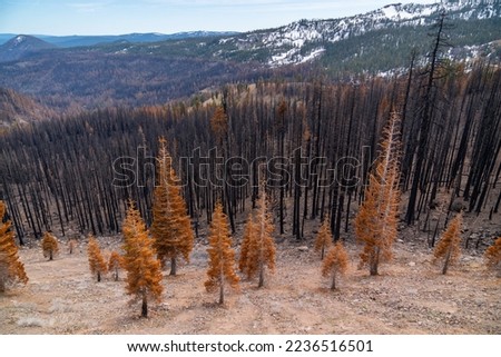 Aftermath of a destructive forest fire, California wildfire aftermath. Bush Fires.
