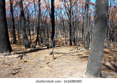 Aftermath Of A Ferocious Bushfire. Trees And Bushland Burnt During Bushfire In The Adelaide Hills, South Australia In December 2019.