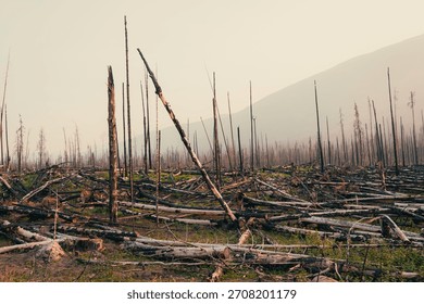 Aftermath of a fire with standing dead trees and fallen logs on the ground. Jasper, AB