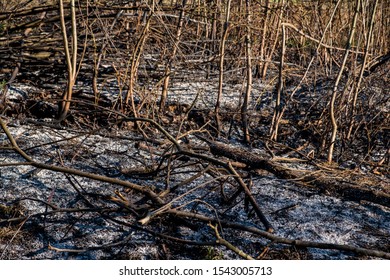 Aftermath of a forest fire. - Shutterstock ID 1543005713