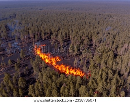 Aftermath of a forest fire in a charred environment, highlighting global environmental concerns.