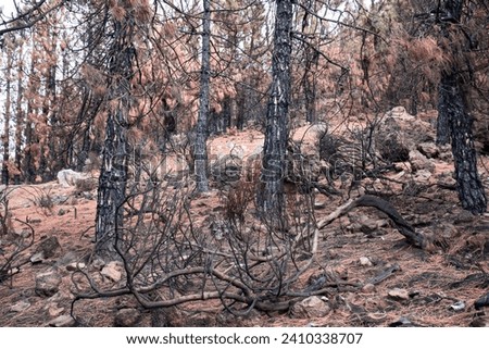 The aftermath of a forest fire is evident with charred tree trunks standing in a barren landscape. The ground is covered in a layer of ash and fallen pine needles