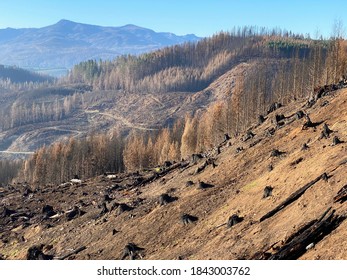 Aftermath Of Forest Fire In Oregon. Damaged Trees On Mountain Side.