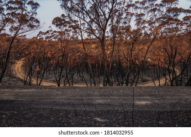 Aftermath Of Green Wattle Creek Bush Fire South West Of Sydney, Australia