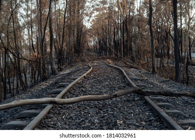 Aftermath Of Green Wattle Creek Bush Fire South West Of Sydney, Australia