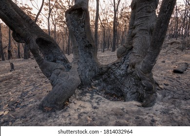 Aftermath Of Green Wattle Creek Bush Fire South West Of Sydney, Australia