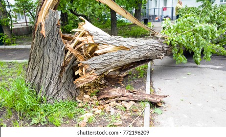 Broken Tree Trunk Images Stock Photos Vectors Shutterstock