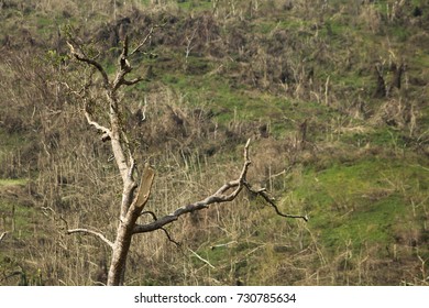 Aftermath Of Hurricane Maria On The Mountains Of The Island Of Puerto Rico