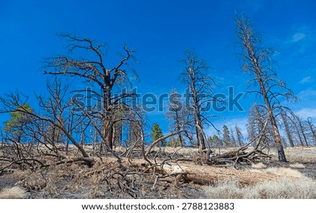 Aftermath of Mountain Forest Fire in Sunset Crater Volcanic National Monument in Arizona