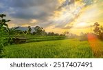 afternoon atmosphere in the rice fields enjoying the sunset with beautiful scenery and cool air