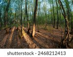 Afternoon in the forest. The long shadows of the tree trunks create a melancholic atmosphere. Photographed with a fisheye lens.