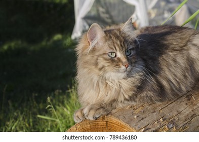 in the afternoon a gray house cat is basking in the sun in a garden on a log
