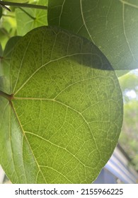 Afternoon With Green Leaf Subsurface