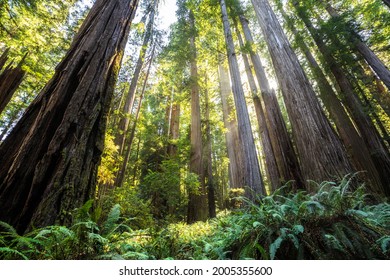 Afternoon Light on the Redwoods at Jedediah Smith State Park, Redwoods National Park, California