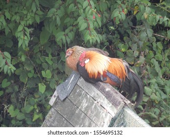 Afternoon Nap On The Chicken Coop, Mini Rooster And Wife