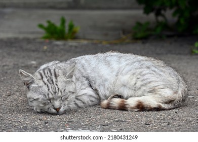 Afternoon Nap Of A Yard Cat 
