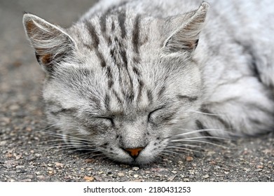 Afternoon Nap Of A Yard Cat 
