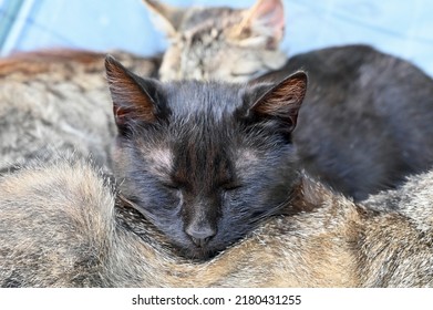 Afternoon Nap Of A Yard Cat 
